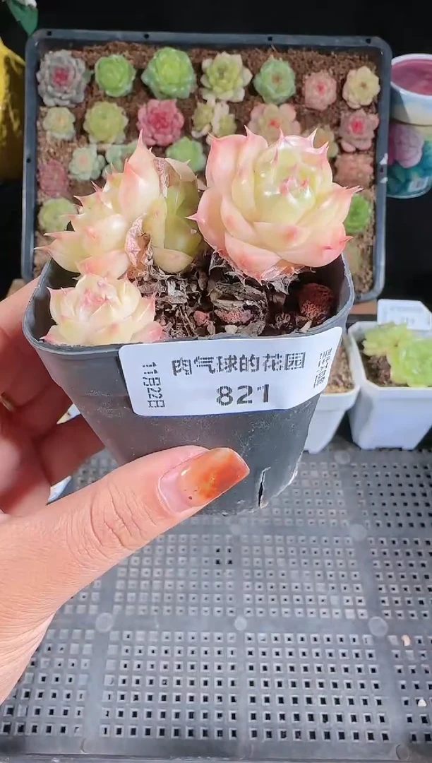 1122-821群生不包整