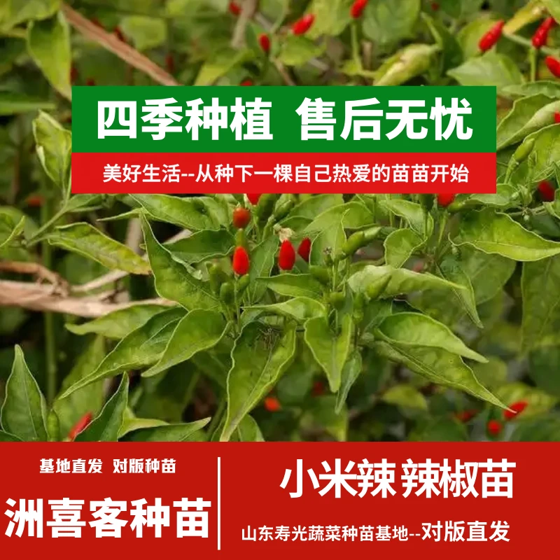 小米辣辣椒苗开春福利盆栽地栽辣椒高产四季种植寿光苗场带土直发
