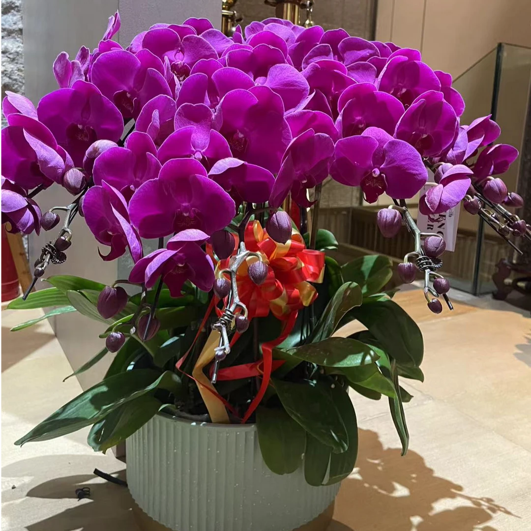 红玛瑙（大辣椒）蝴蝶兰8株1盆色彩喜庆（包配送）