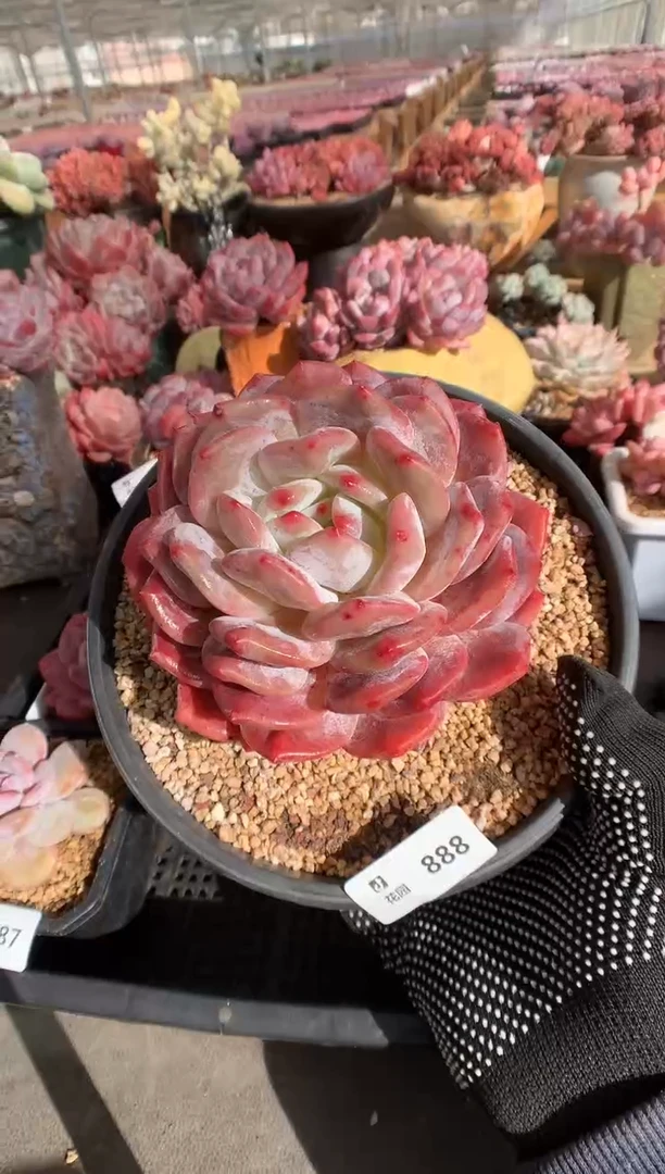 888蒙克一物一拍