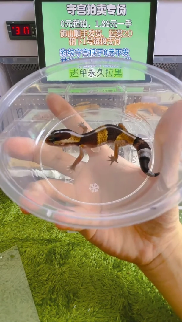 豹纹守宫豹纹守宫肥尾遛弯尾苗子亚成成体