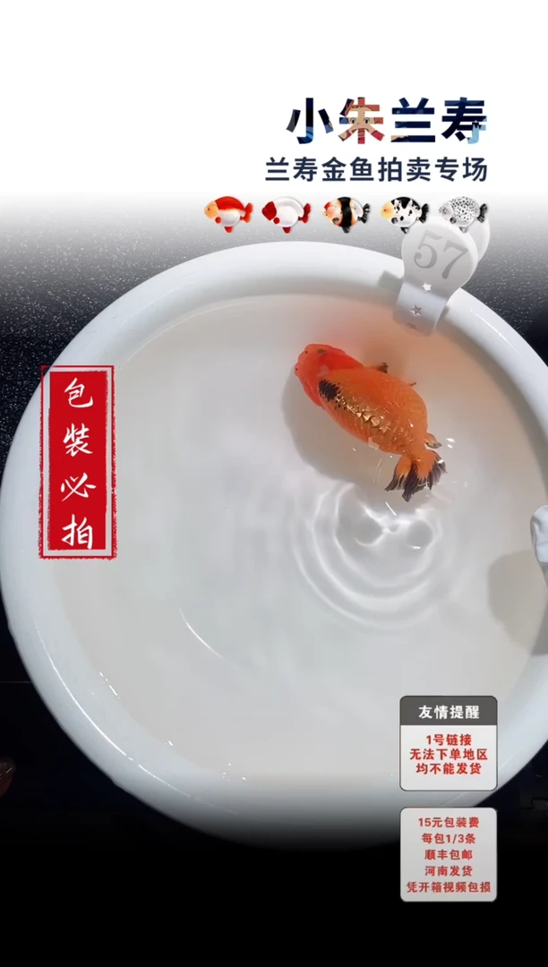 金鱼 包装必拍未拍顺丰到付57号