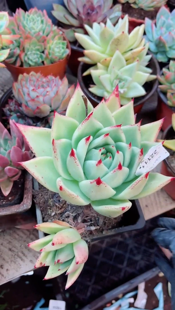 ?**?22112多肉植物一物一拍