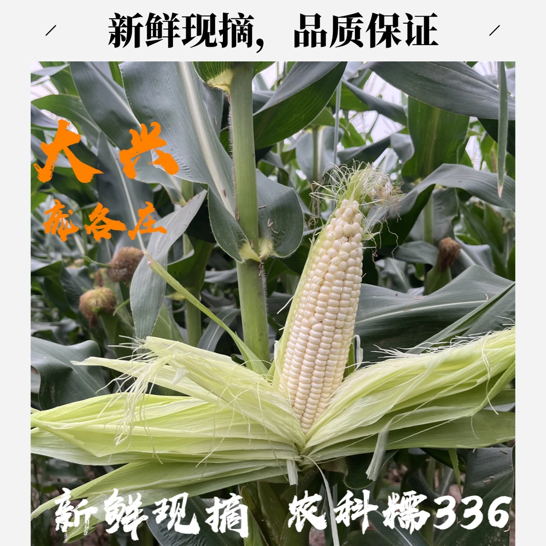 【北方农谷优选】大兴本地农科糯336鲜食玉米/5斤送1斤/农家自种甜加糯玉米北京市北京市