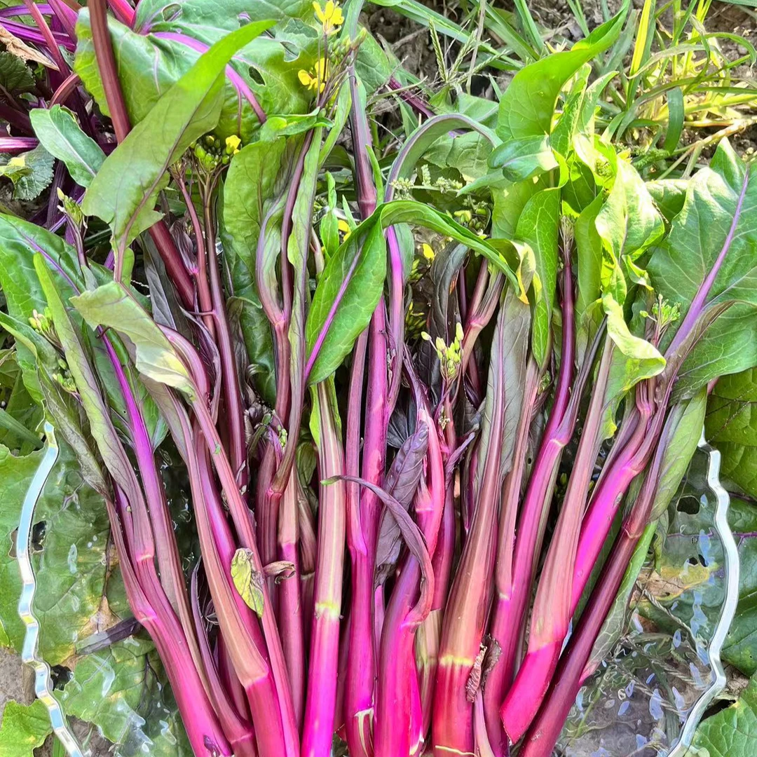 新鲜红菜苔湖北洪山菜薹紫菜苔红根蒜苗农家菜心打霜红菜苔包邮