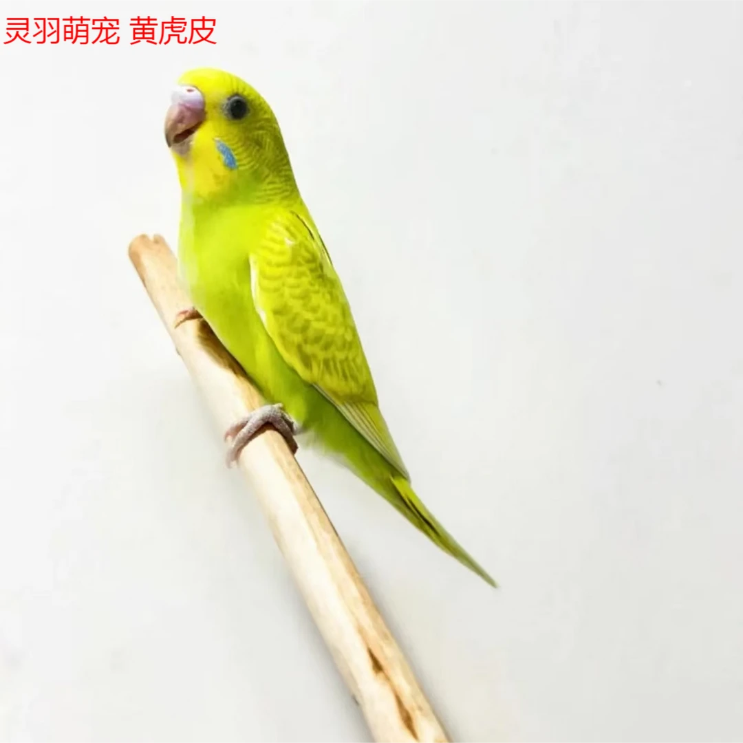 顺丰包邮包活（新疆西藏专拍链接）虎皮鹦鹉活鸟 手养宠物 活泼可爱