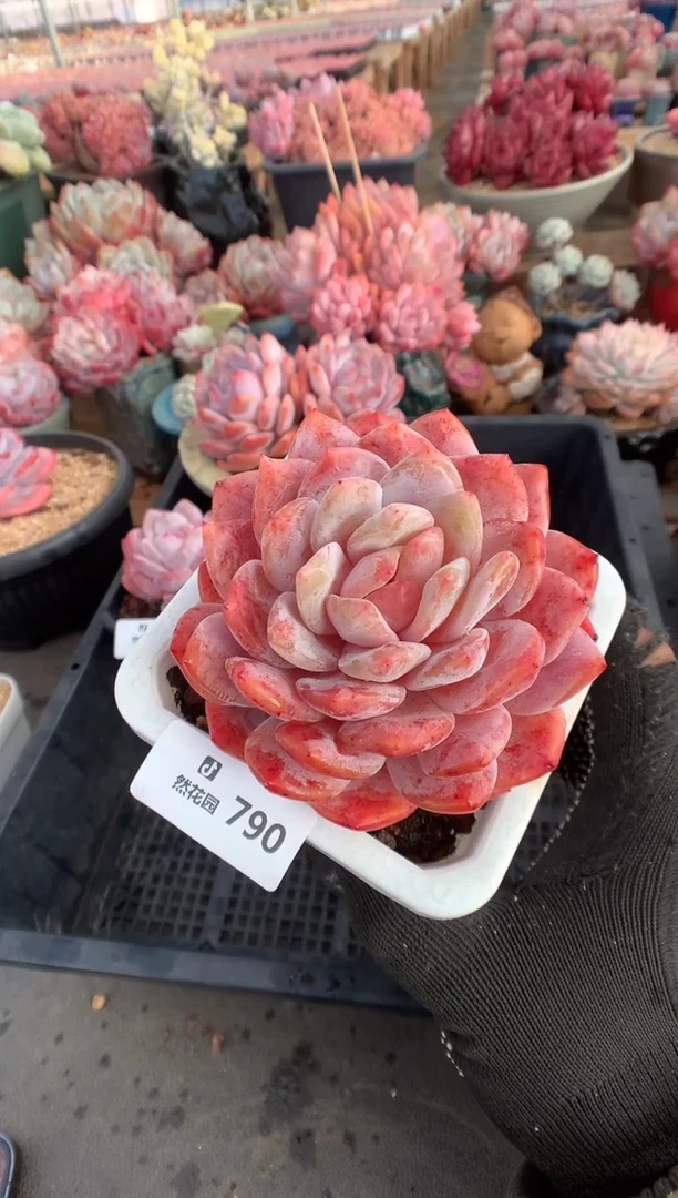 790韩橙多肉植物一物一拍