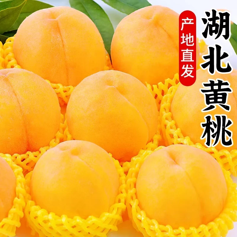 正宗湖北枣阳皇桃现摘现发黄金蜜桃黄毛桃当季新鲜水果整箱包邮