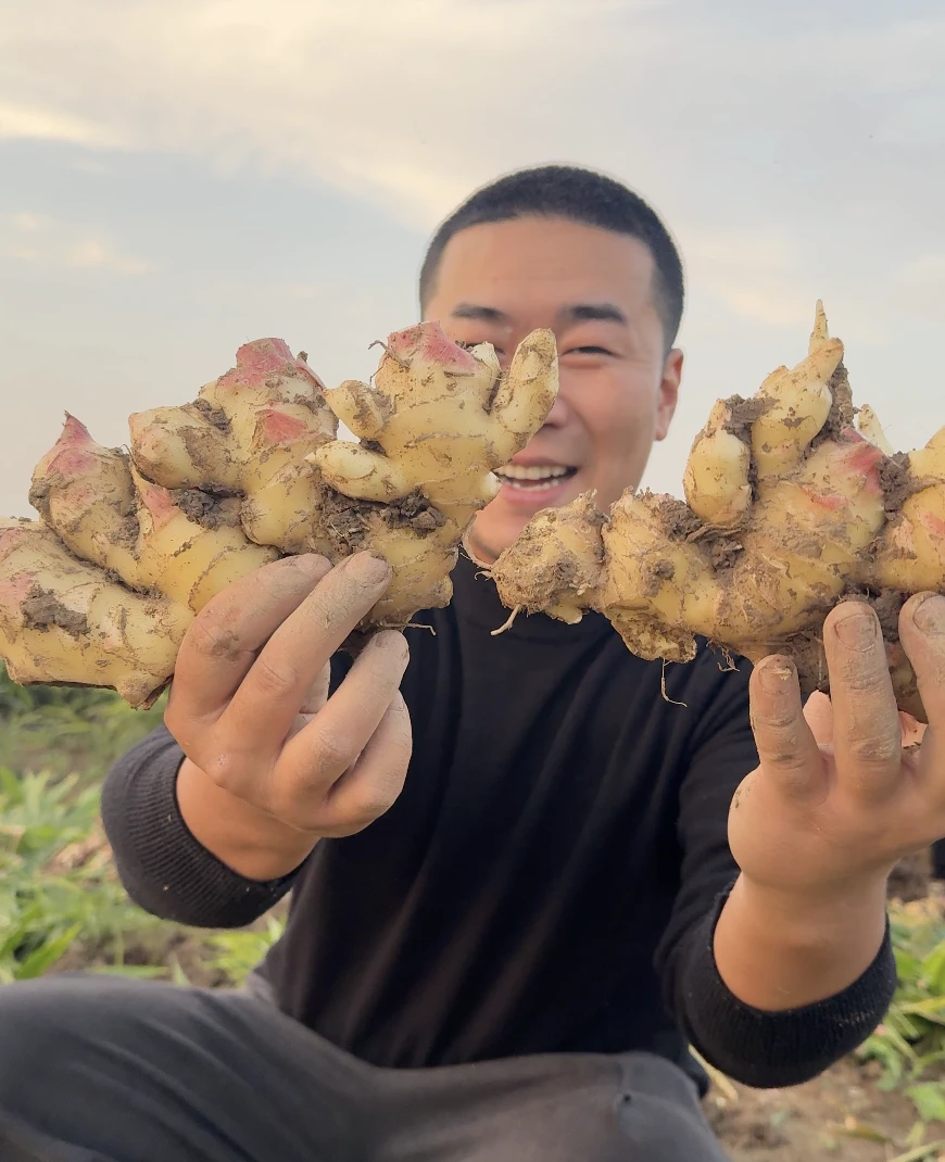 【耕毅集】新鲜现挖红芽嫩姜生姜仔姜可做泡姜农家自种山农一号带泥