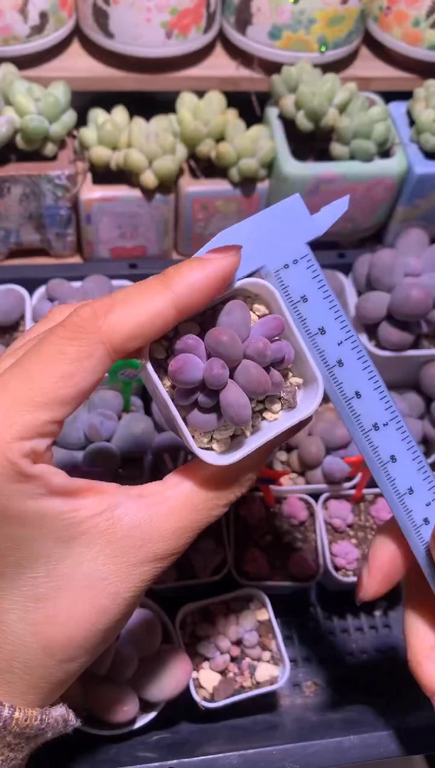 彩虹奶酪多肉，满28包邮，不满发一个叶片到付