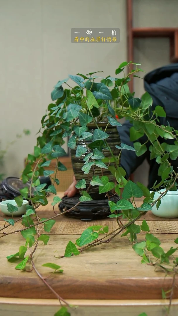 完全开放夏**夏常春藤160