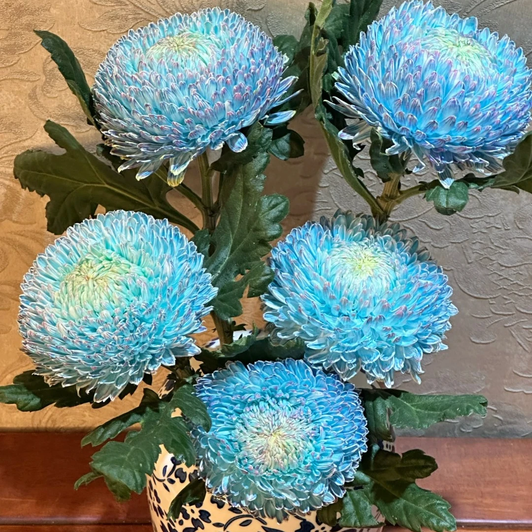 牡丹菊鲜切花一个运费任意拍0度以下拍保温棉不拍冻坏不售后