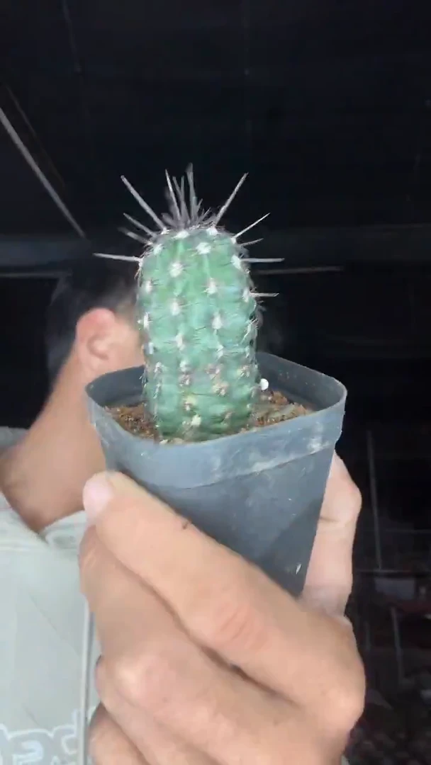 实生长刺青花虾25.99