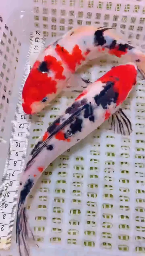 锦鲤冷水观赏鱼全场包邮5