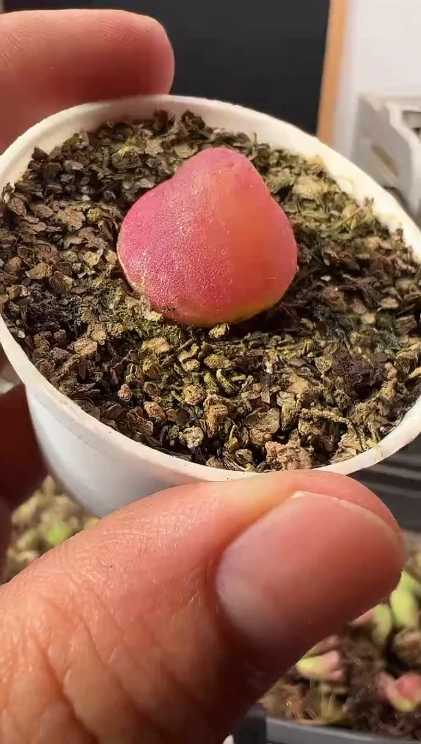 一物一拍         112