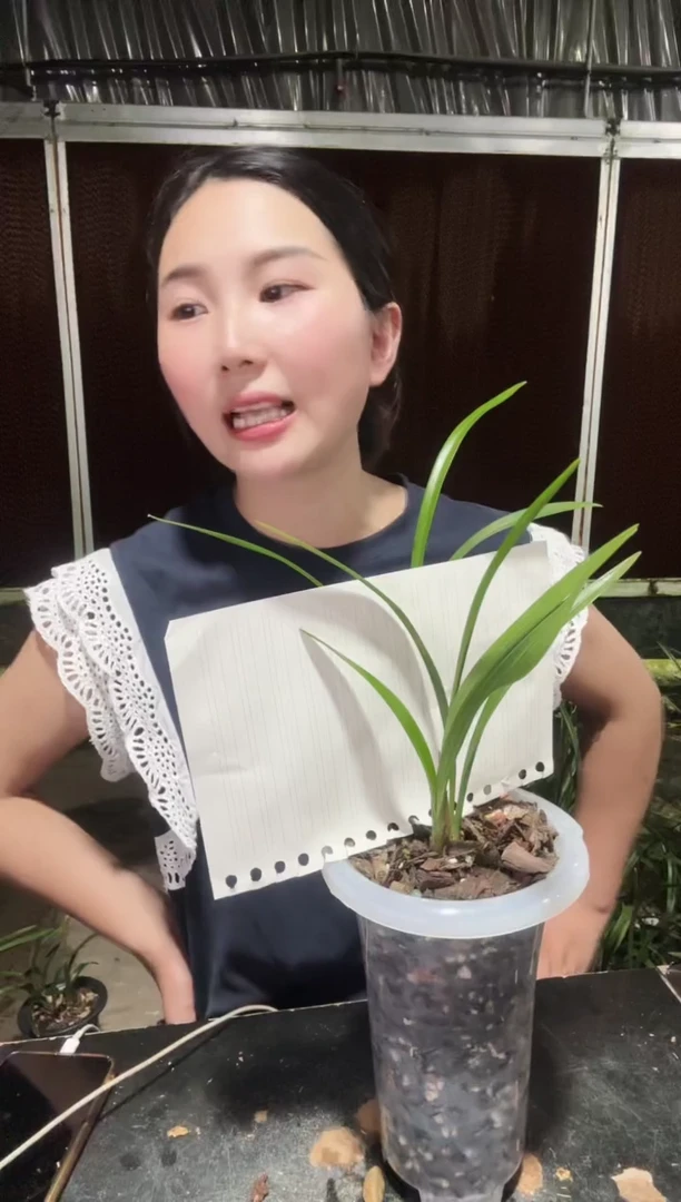 无花朵0009 黄山雪