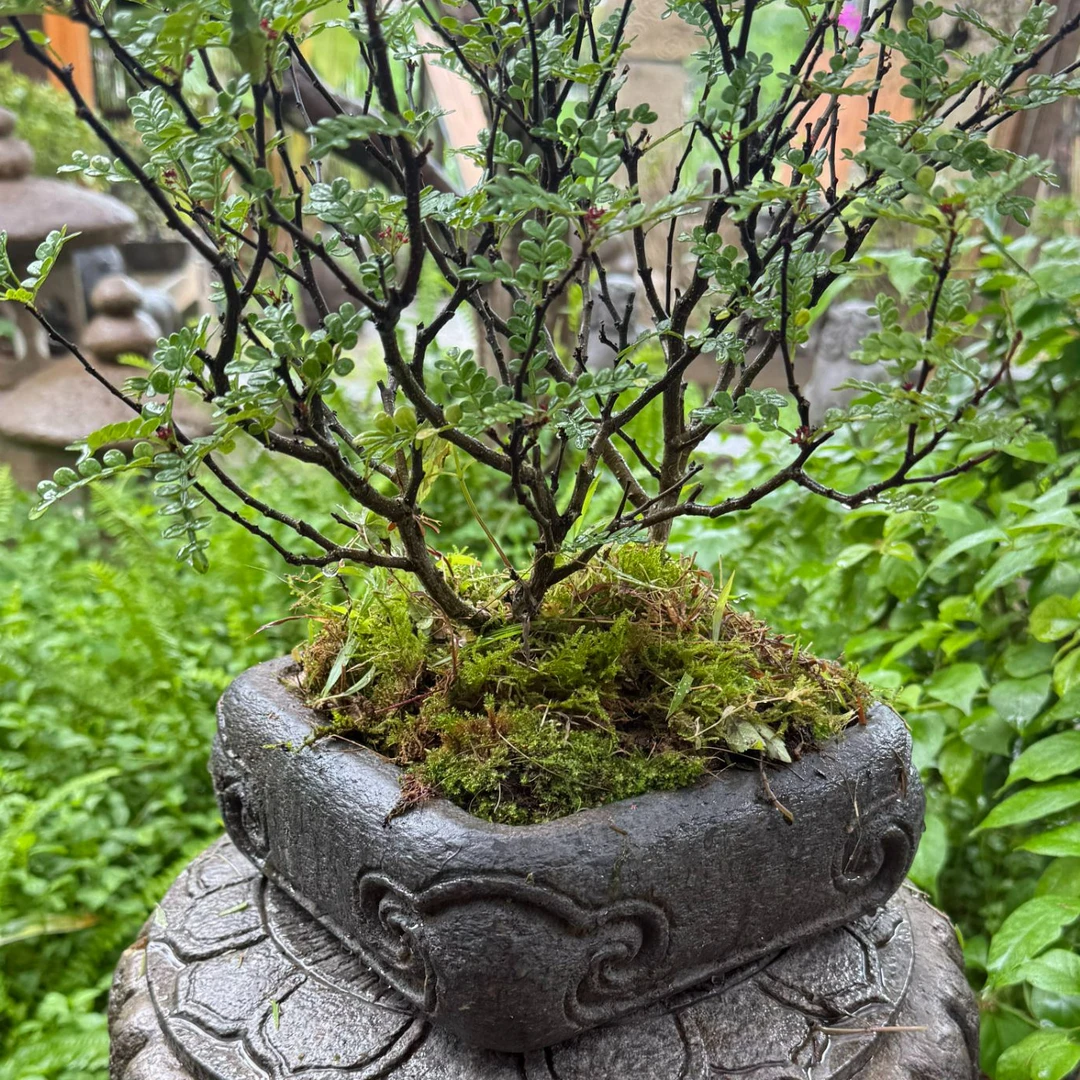 石锦坊 卷云方盆 户外庭院摆件