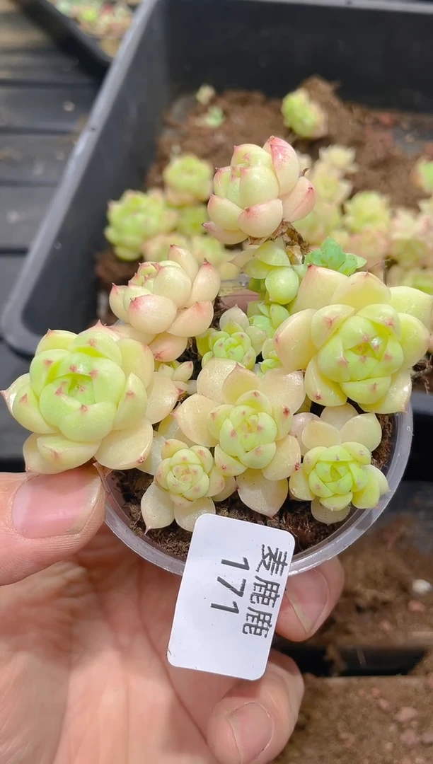 171霓虹      量拍
