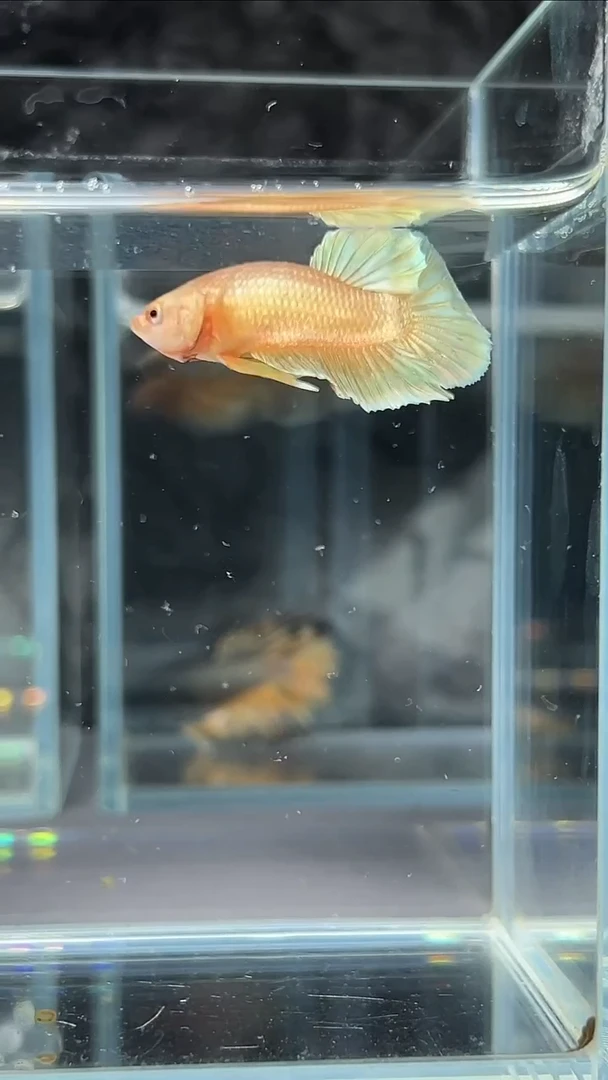 斗鱼斗鱼精品印尼斗鱼【竞拍链接】