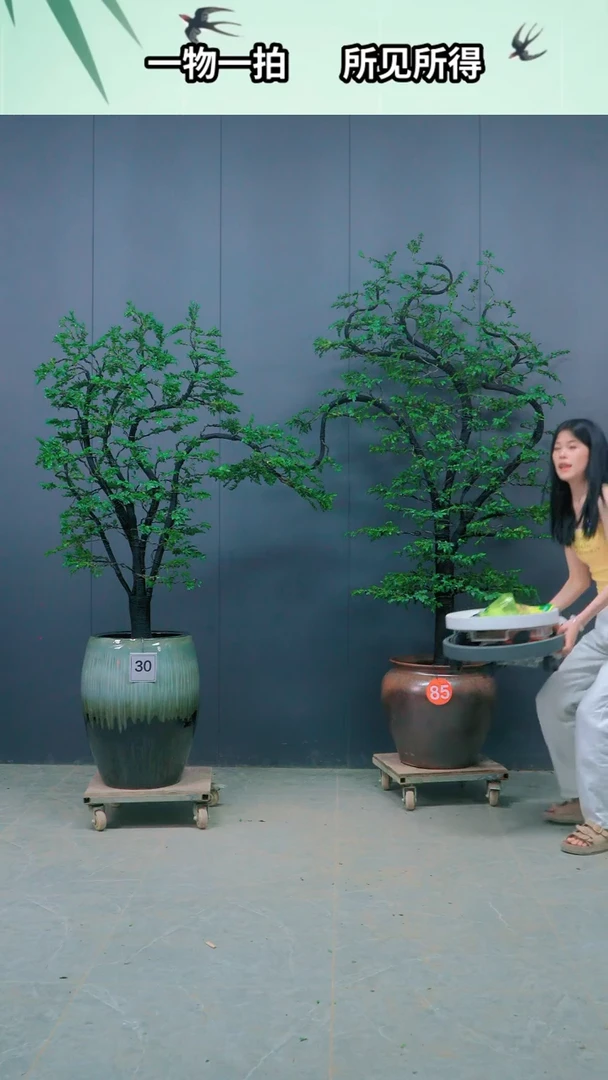 全部花朵行****285号广东小叶紫檀