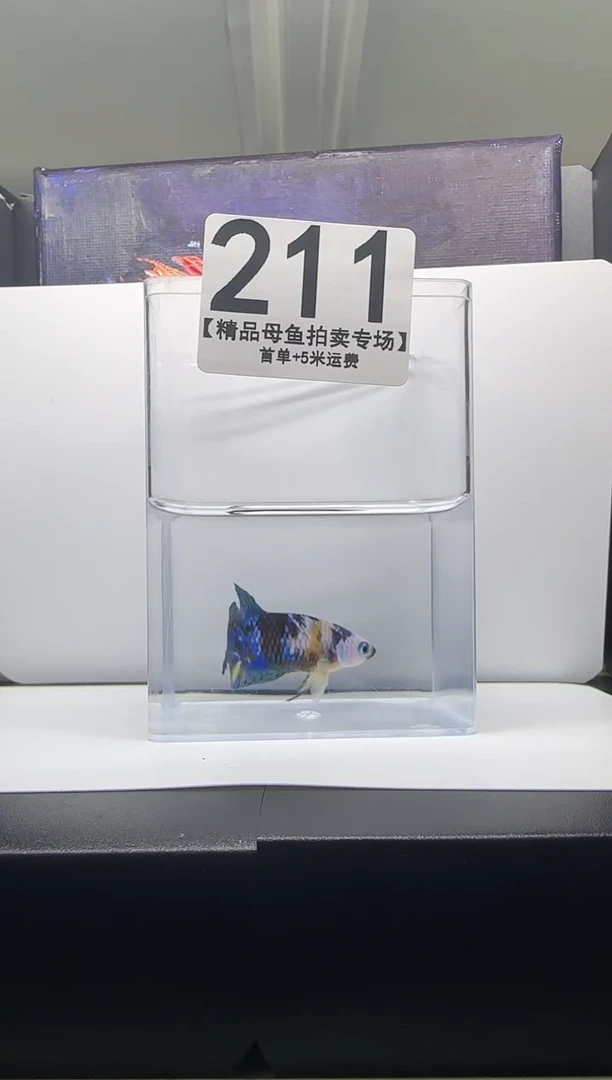 斗鱼母鱼编号：211