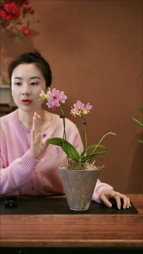 【闪购商品】盆景小粉鹅