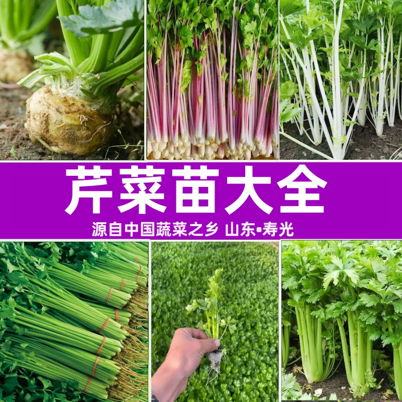 芹菜苗秧苗蔬菜苗四季高产开春福利带土发货穴盘苗寿光直发春季