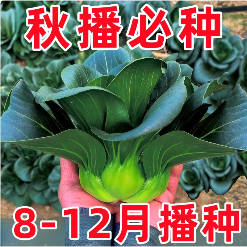 【黑大头苏州青种子】适合庭院阳台种植的青菜种子耐热耐寒四季种植