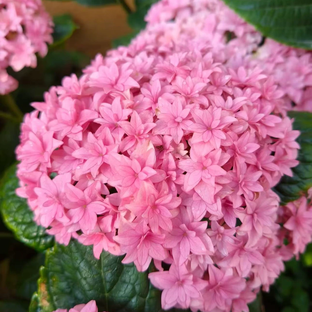 蝶梦绣球 开花发货种植生长花园容易美好农场酸性展示颗粒