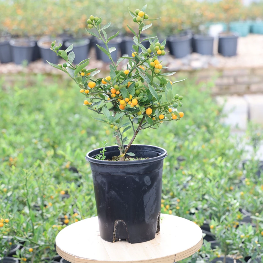 （福豆）阳台室内观果植物年宵花盆栽花卉绿植好养年宵花