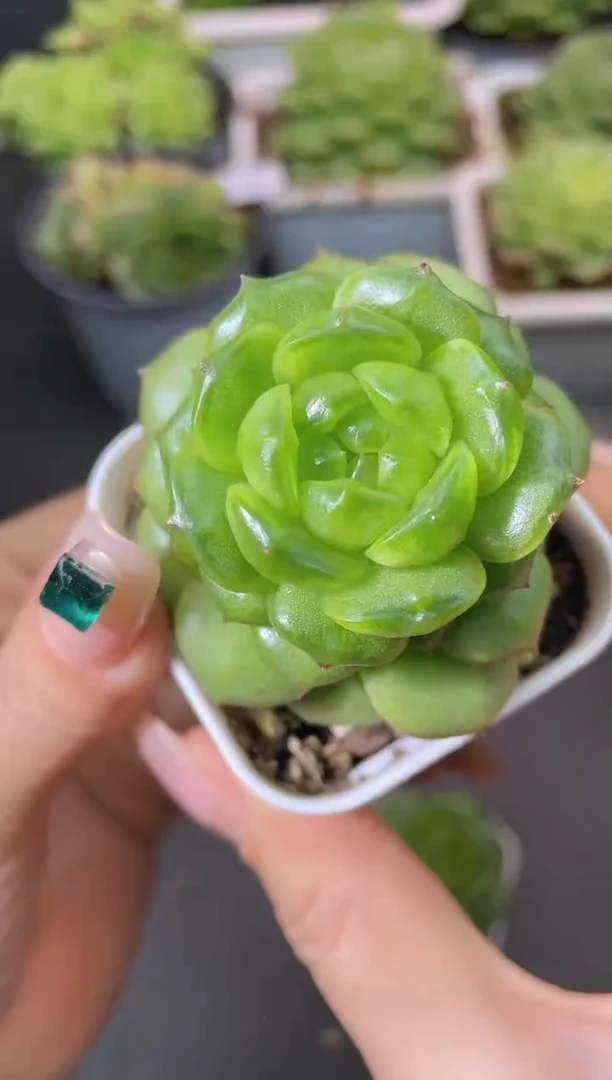 297灯泡优选一物一拍
