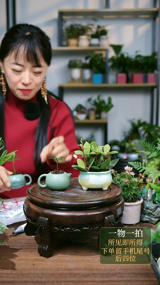 【闪购商品】93--2711茶壶罗汉松+黄豆瓣绿