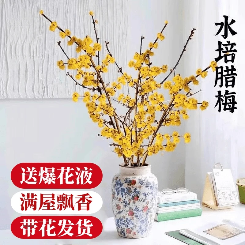 腊梅干枝水培腊梅鲜切花耐寒好养泡水开花浓香型年宵花卉插花