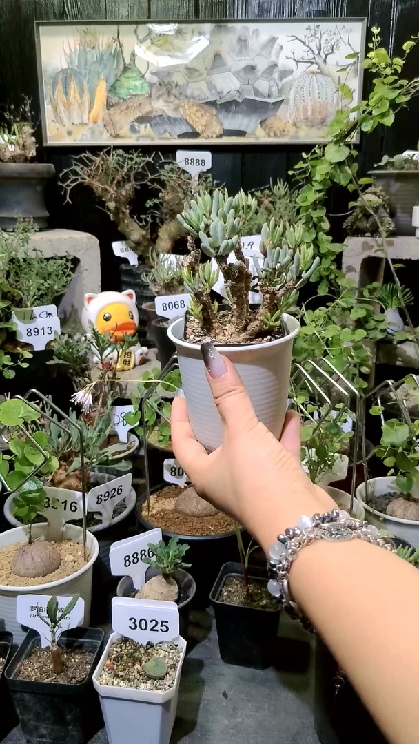 3027号稀有老家黑曼巴奇峰锦