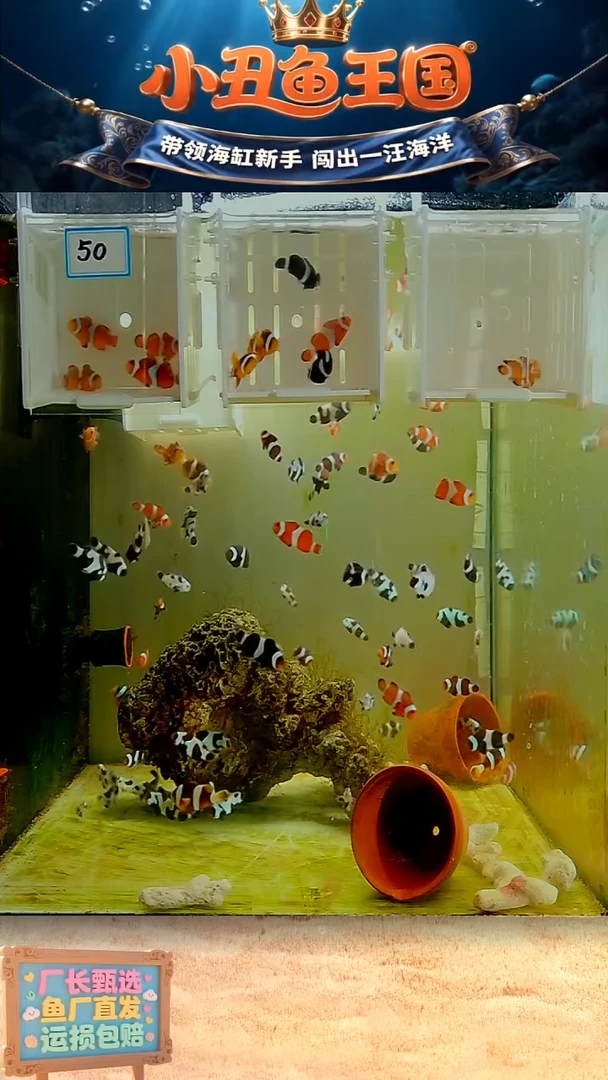海水鱼全品奥黑3.5-4一对 公子全品一条 金双带全品一对