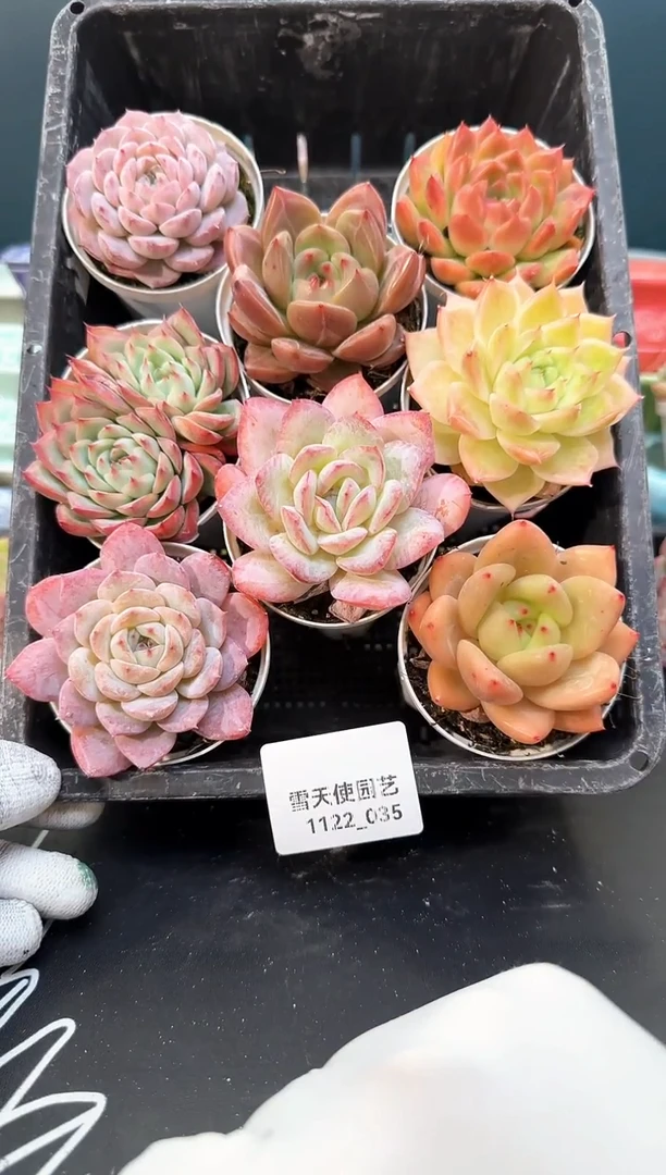 1122- 035  多肉8颗