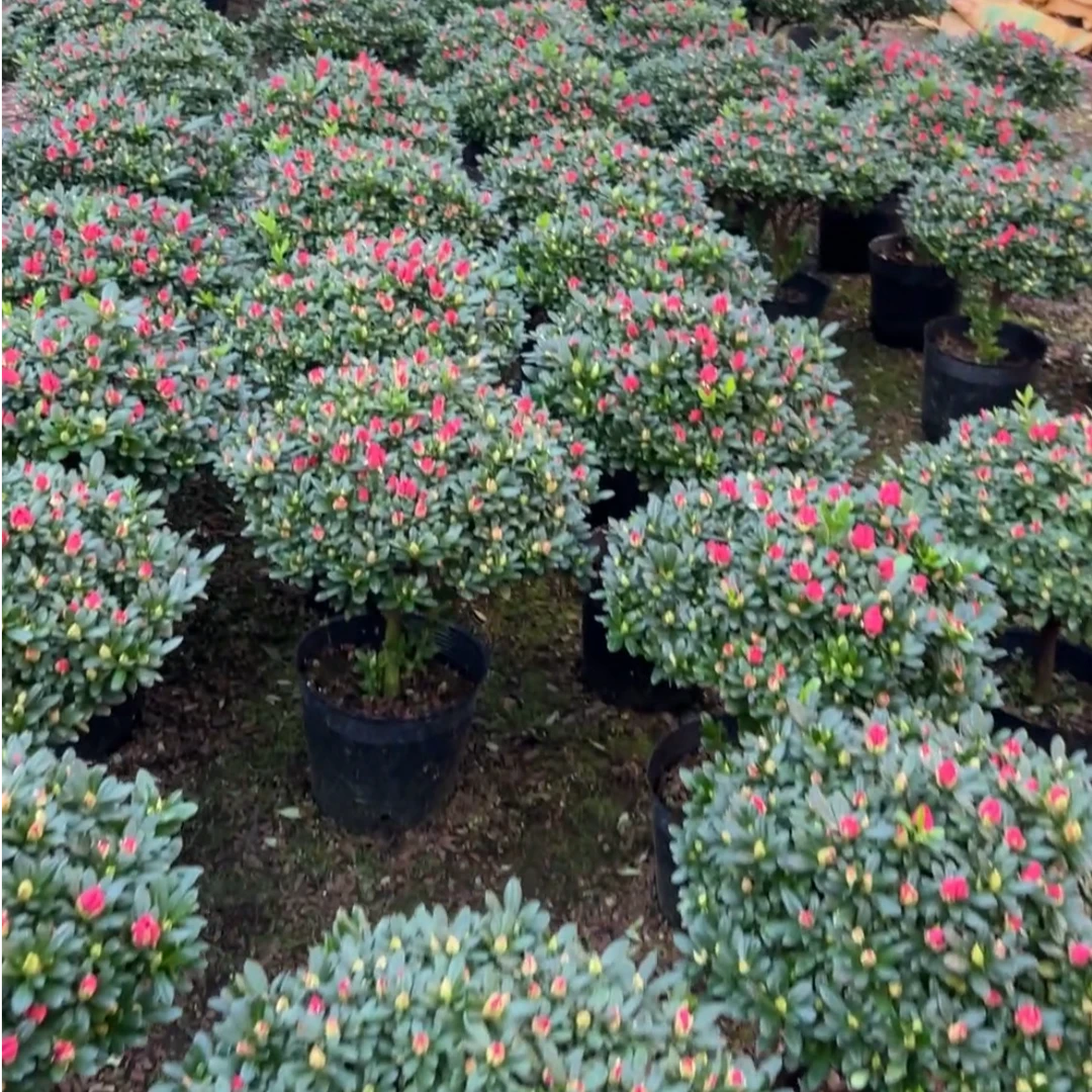 带花苞杜鹃花 原盆原土 好养耐活年宵花