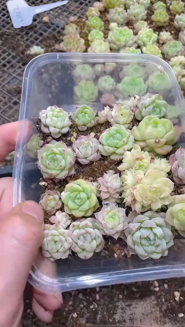 015麦秆女王        量拍