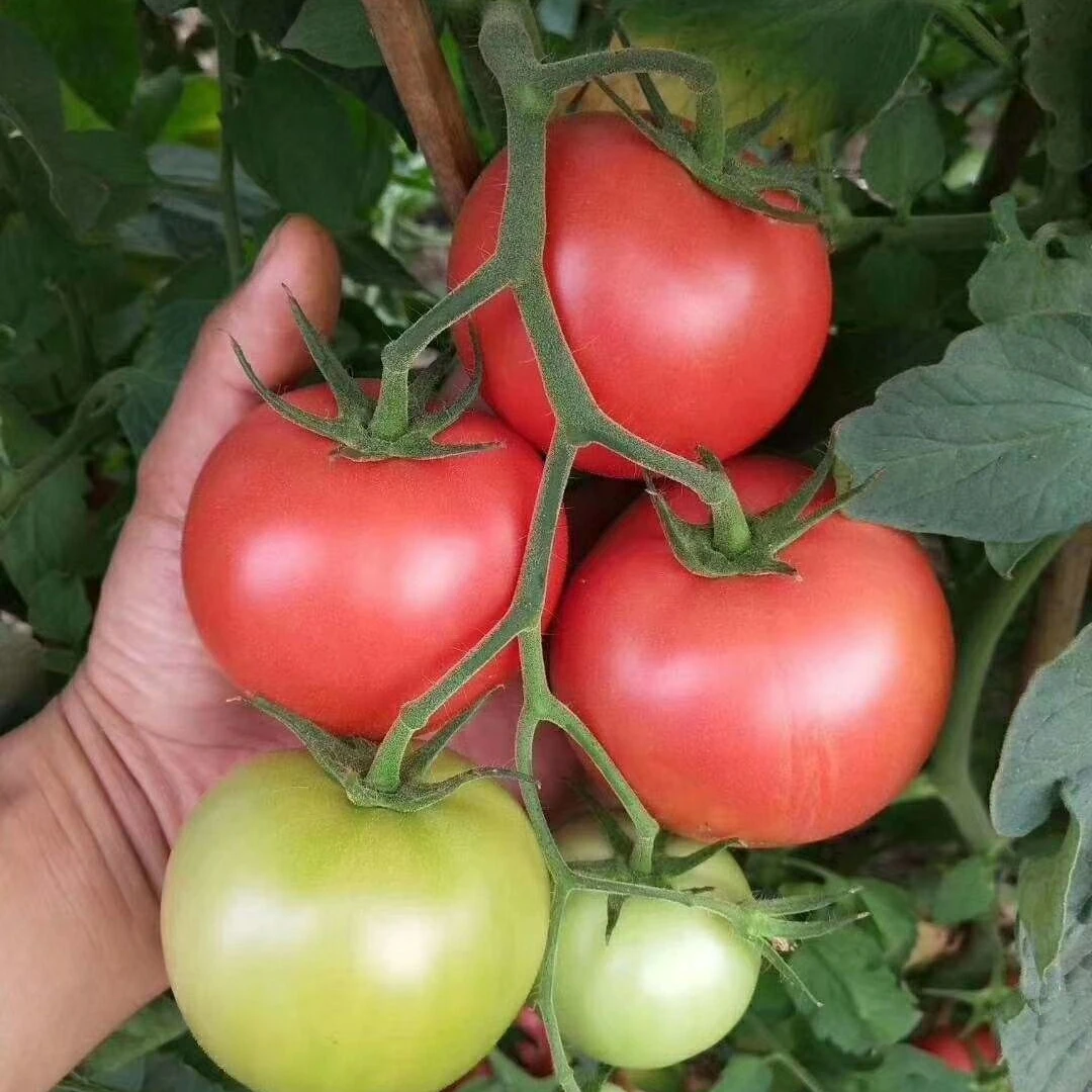 高山自然熟沙瓤番茄西红柿农家新鲜水果生吃蔬菜番茄
