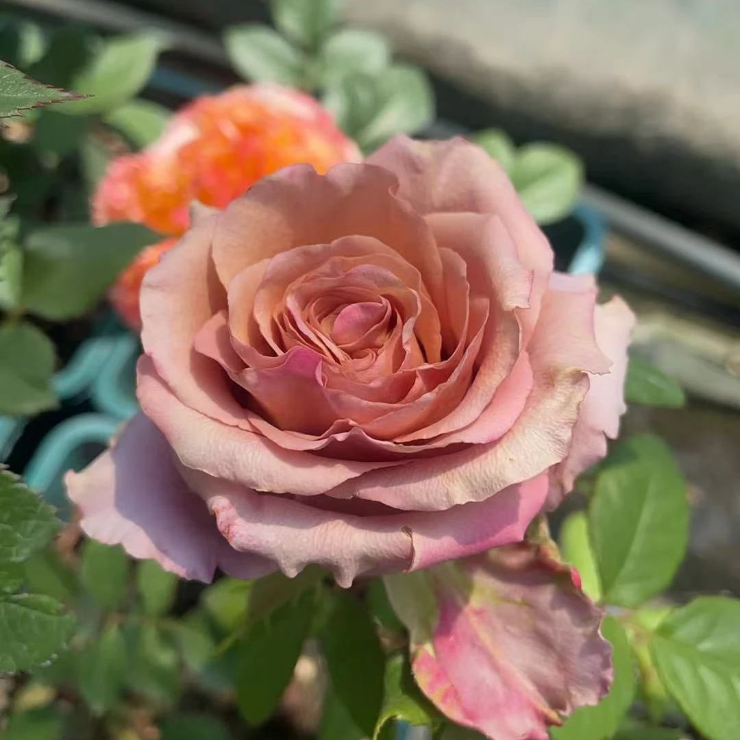 小院2 现接裸根苗 无售后