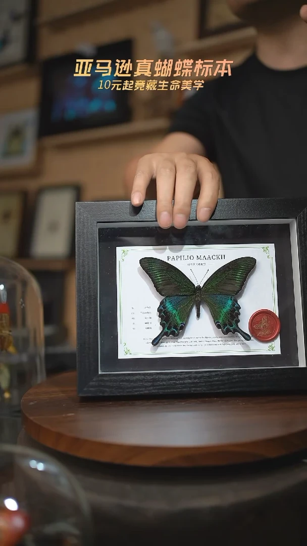 有机玻璃绿带翠凤蝶夏型8寸黑框国风版