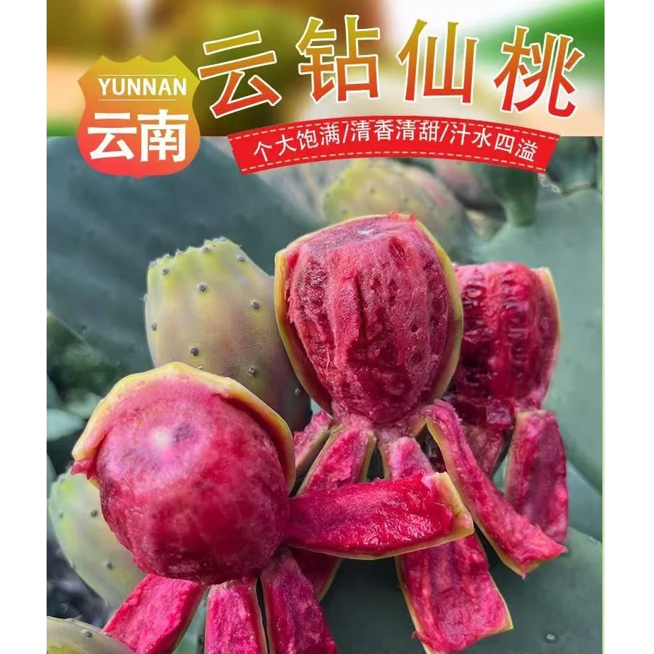 云钻红果仙人掌种植片型耐旱绿植盆栽室内植物