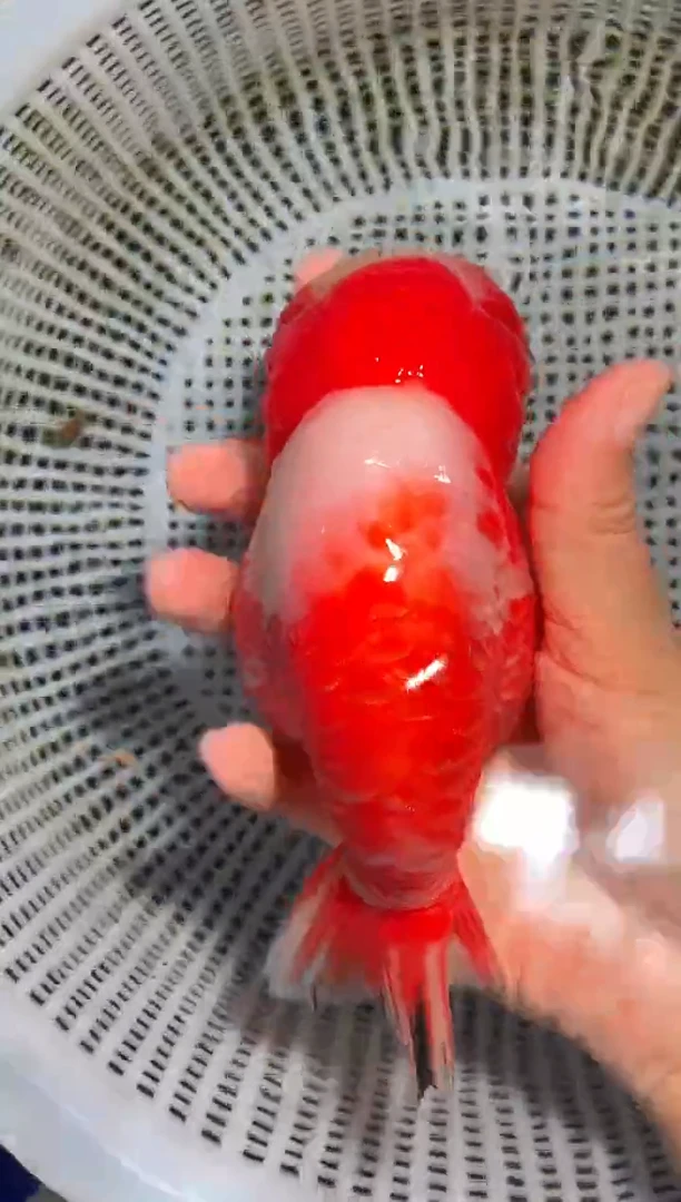 金鱼（运费自理，马印灯照射）福州追鱼兰寿金鱼
