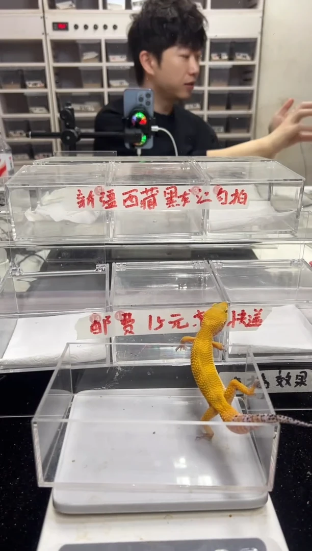 豹纹守宫18豹纹守宫