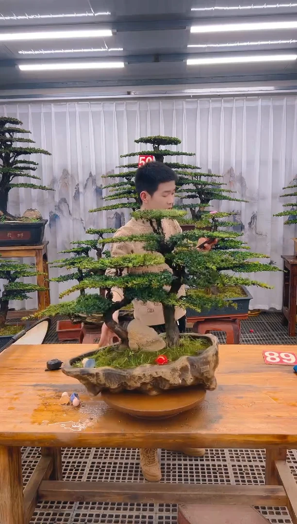 【闪购商品】紫砂精品盆景直播间一物一拍