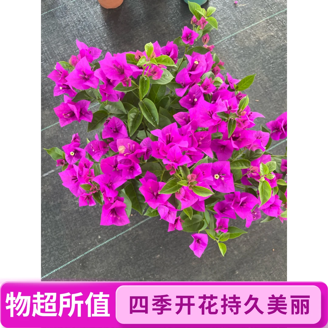 【秋禾】三角梅加仑盆盆栽四季开花耐寒耐热，掉花掉叶换盆部售后