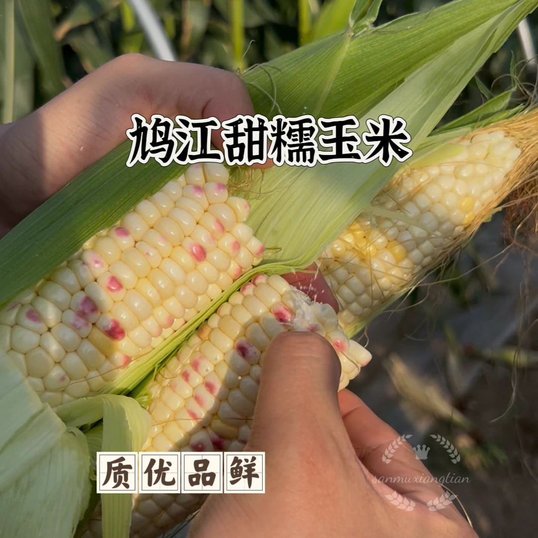[鸠江甜糯玉米]芜湖江北玉米甜糯玉米核心产地现采直发3/5/9斤