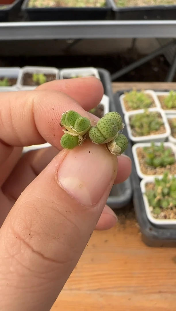 【闪购商品】14-38