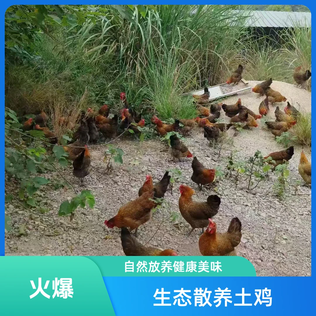 贵州农家散养老母鸡现抓现称宰杀后顺丰航空发货一物一拍佤味鸡脚