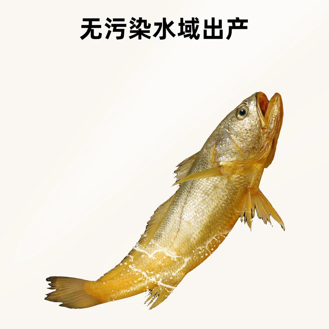 精品深海野化大黄鱼1.5-1.8斤礼盒装2只炸鱼